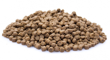 Brokken   premium kitten