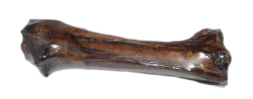 Paardenbot met achillespees